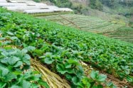 Doi Ang Khang 03