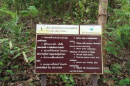 Huay Kaew Waterfall 05