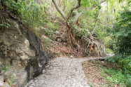 Huay Kaew Waterfall 13