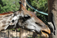 Chiang Mai Zoo 04