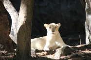 Chiang Mai Zoo 06