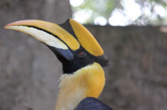 Chiang Mai Zoo 08