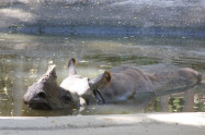 Chiang Mai Zoo 10