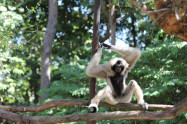 Chiang Mai Zoo 11