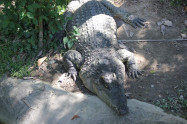 Chiang Mai Zoo 12