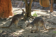 Chiang Mai Zoo 13