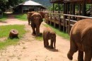 Elephants walking in a sanctuary with wooden structures and green trees in Chiang Mai.