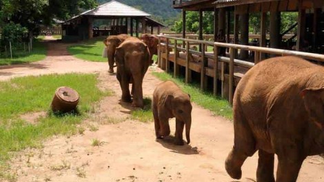 Elephants walking in a sanctuary with wooden structures and green trees in Chiang Mai.