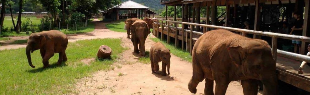 Responsible Elephant Tourism in Chiang Mai
