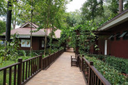 Huay Kaew Aboretum 04