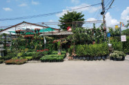 Kham Thiang Flower Market 07