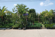 Kham Thiang Flower Market 10
