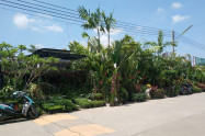 Kham Thiang Flower Market 12