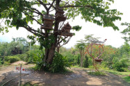 Pai Treehouse Resort 04 1