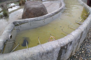 San Kamphaeng Hot Springs 09