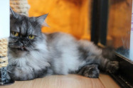 Catmosphere Chiang Mai 15