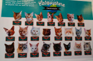 Catmosphere Chiang Mai 20