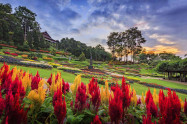 Rai Mae Fah Luang 04