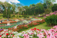 Rai Mae Fah Luang 08
