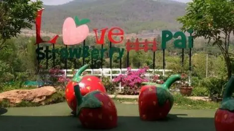 Love Strawberry Pai