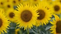 Sunflower Blooming Season
