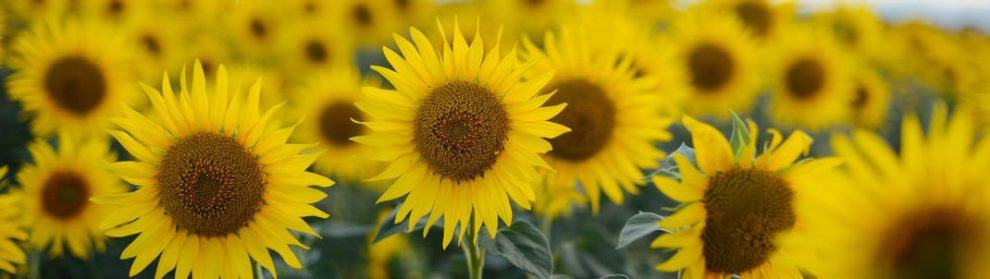 Sunflower Blooming Season