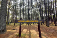 Bo Kaeo Pine Tree Garden 01