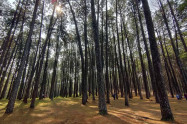 Bo Kaeo Pine Tree Garden 02