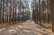 Bo Kaeo Pine Tree Garden 05