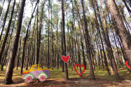 Bo Kaeo Pine Tree Garden 12