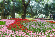 Chiang Mai Flower Festival 09