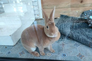 Lucky Bunny Cafe 07