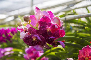 Bai Orchid And Butterfly Farm 2 Scaled