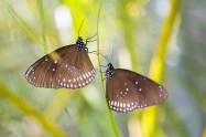 Bai Orchid And Butterfly Farm 3 Scaled