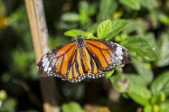 Bai Orchid And Butterfly Farm 4 Scaled