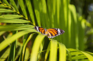 Bai Orchid And Butterfly Farm 6 Scaled
