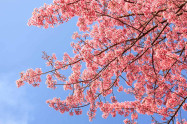 Chiang Mai Cherry Blossom Viewing 1 Scaled