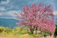 Chiang Mai Cherry Blossom Viewing 10 Scaled