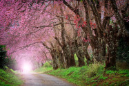 Chiang Mai Cherry Blossom Viewing 11 Scaled