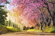 Chiang Mai Cherry Blossom Viewing 12 Scaled