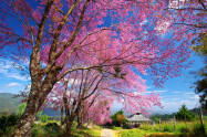 Chiang Mai Cherry Blossom Viewing 2 Scaled