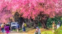 Chiang Mai Cherry Blossom Viewing