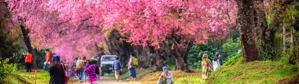 Chiang Mai Cherry Blossom Viewing