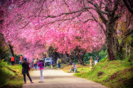 Chiang Mai Cherry Blossom Viewing 3
