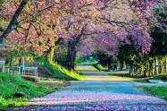 Chiang Mai Cherry Blossom Viewing 6 Scaled