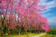 Chiang Mai Cherry Blossom Viewing 7 Scaled
