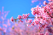 Chiang Mai Cherry Blossom Viewing 8 Scaled